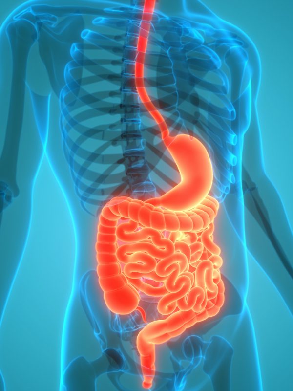 schema du systeme digestif